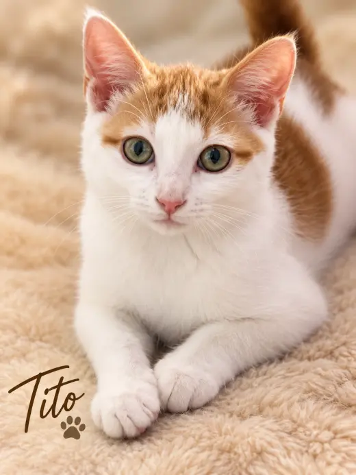 Tito (FCID# 07/20/2026-554 Brookhaven foster) KC