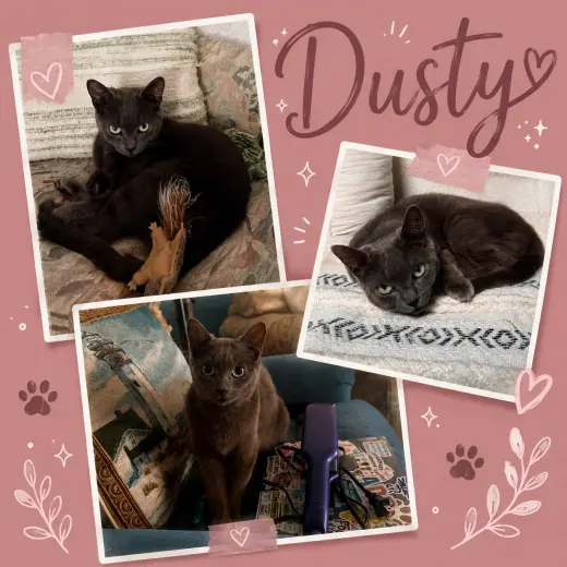 Dusty (FCID# 08/18/2026 - 13 Middletown PS) DC