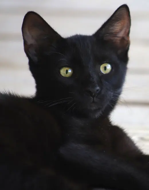 Gilligan