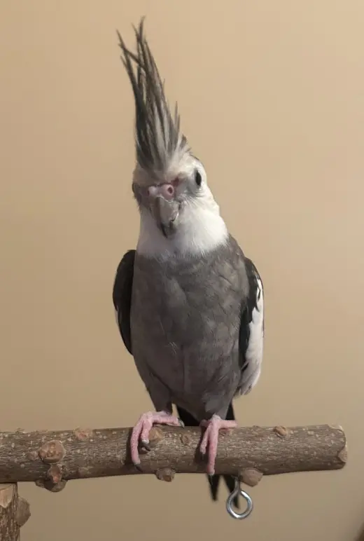 Luno