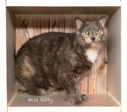 Miss Kitty