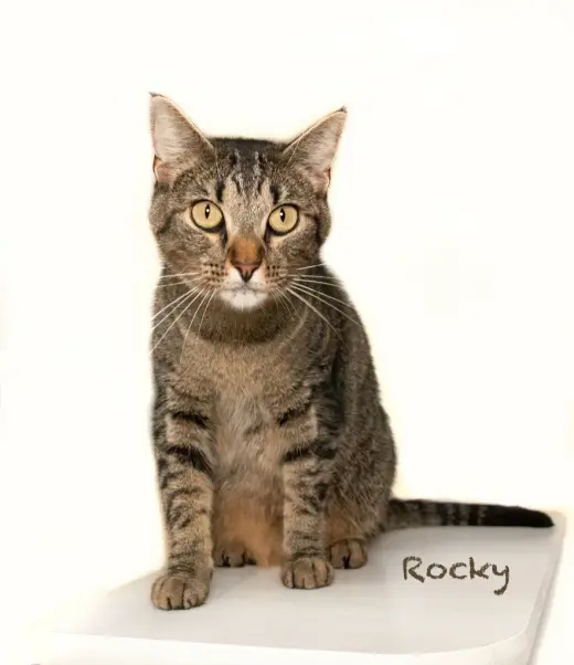 Rocky