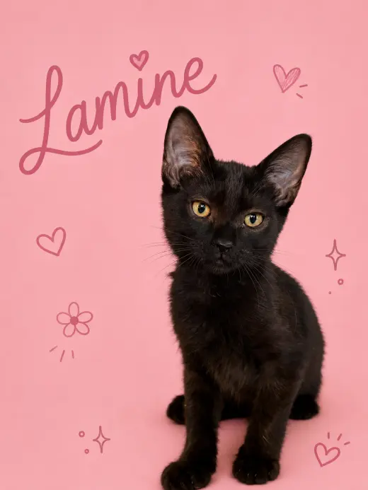 Lamine (FCID# 07/16/2026 - 33 Middletown PS) C