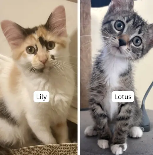 Lily / Lotus