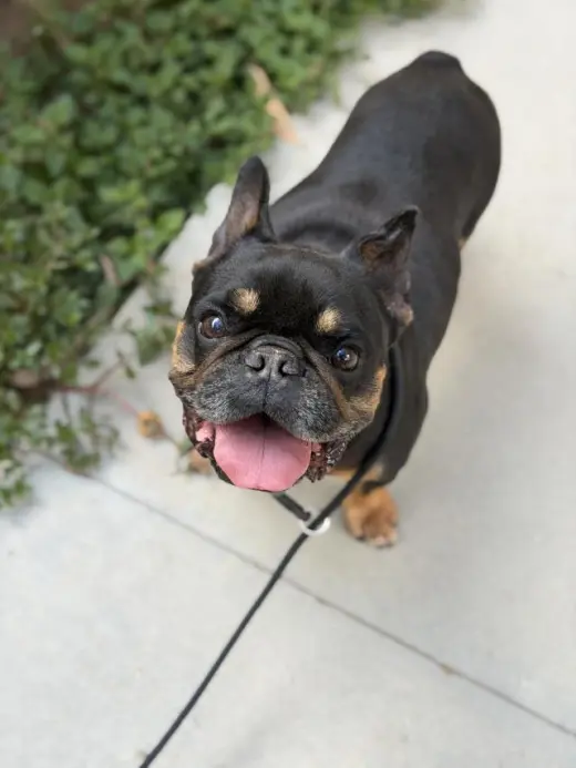 REMO