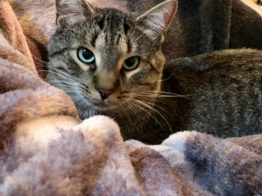 Simba