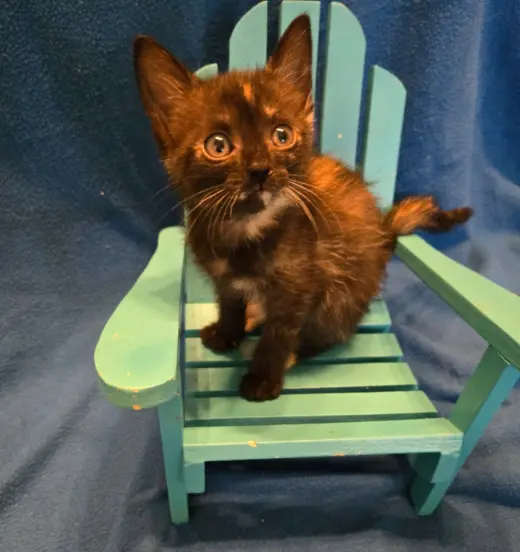 Mini *IN FOSTER*