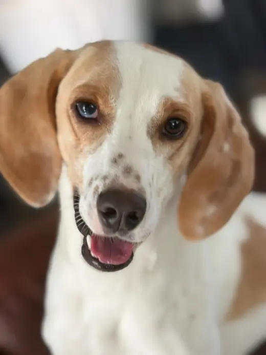 Daisy Jane