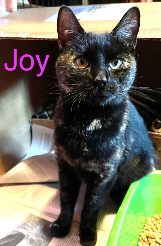 Joy