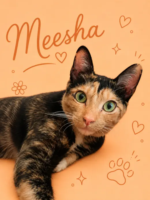 Meesha (FCID# 08/12/2026 - 47 Middletown PS)