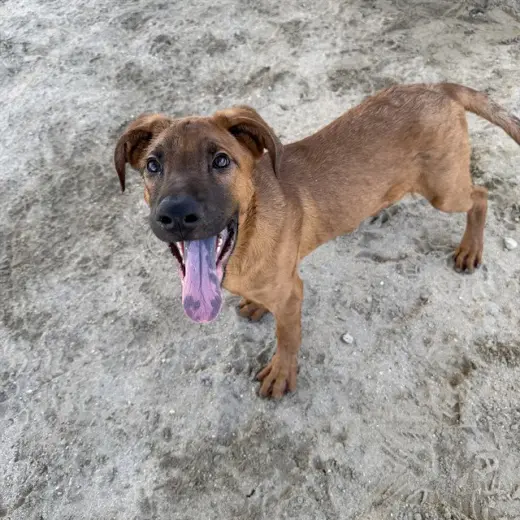 OAKLEY