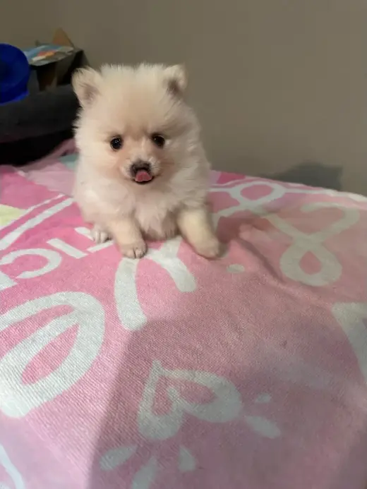 🐶💙 ¡PERRITOS FRENCH/ POMERANIAN EN VENTA! 💕🐾