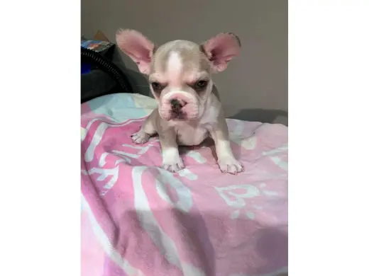 🐶💙 ¡PERRITOS FRENCH/ POMERANIAN EN VENTA! 💕🐾