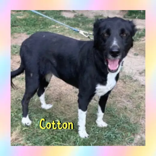 Cotton