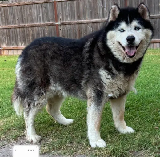 Thunder