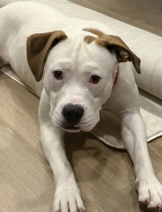 Pearl - Pitty