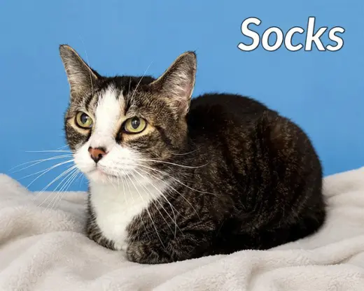 SOCKS