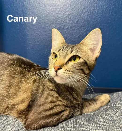 Canary 9.1.25