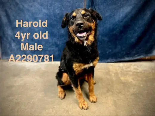 HAROLD