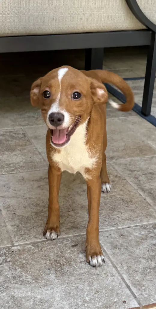 Greta