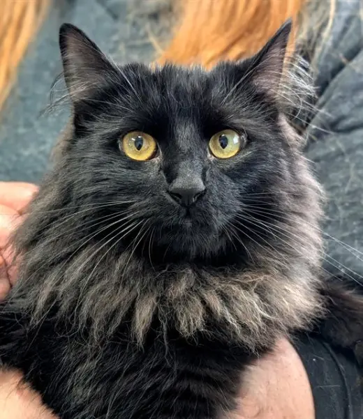 ELVIS