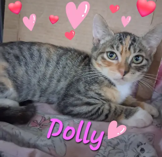 Dolly