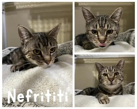 Nefertiti (Neffy)