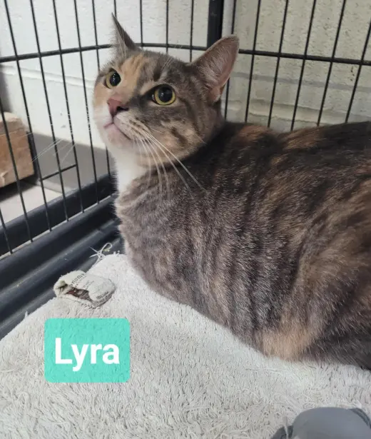 Lyra