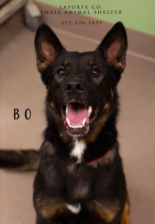 Bo