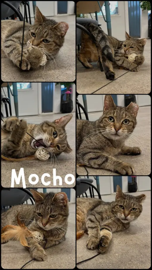 Mocho- indoor/outdoor