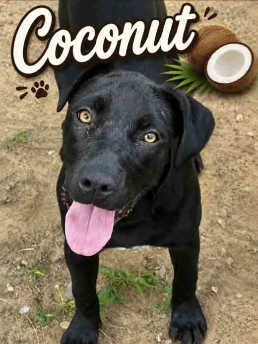 Coconut