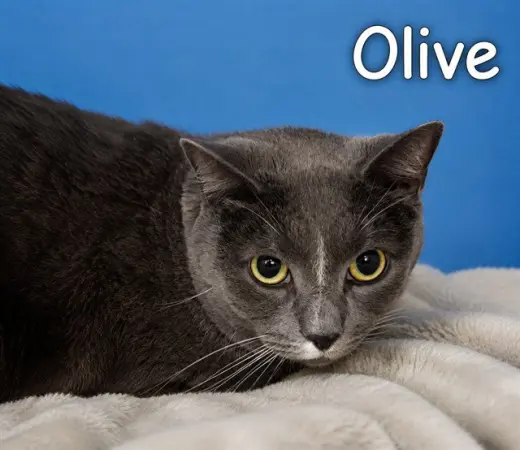 OLIVE