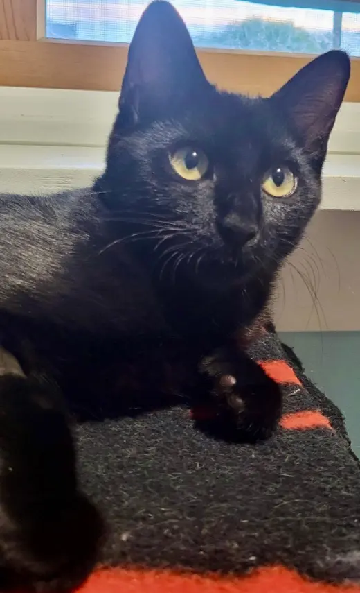 Pepper