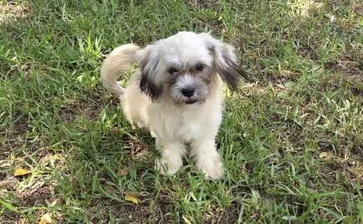 Tootsie(2)