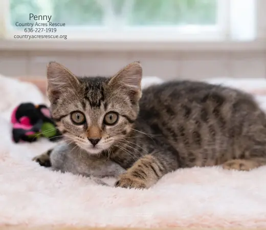 Penny