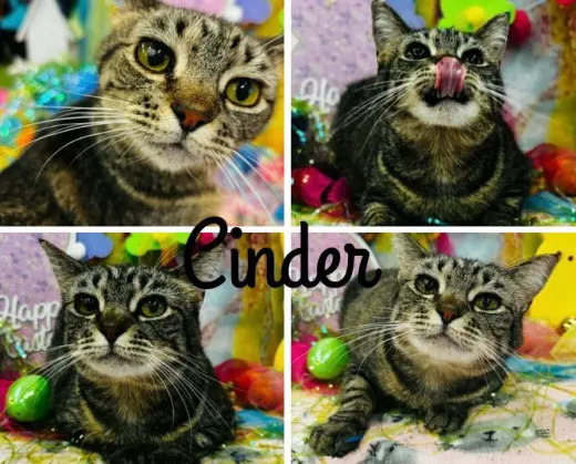 Cinder - WAIVED FEE- Long Term Resident