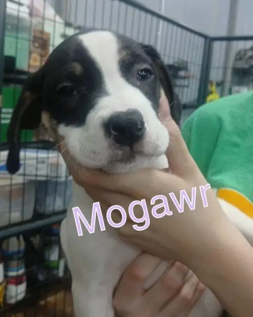Morgawr