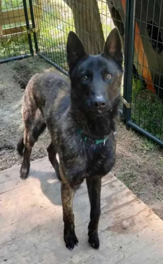 Baloo - Located in Kentucky