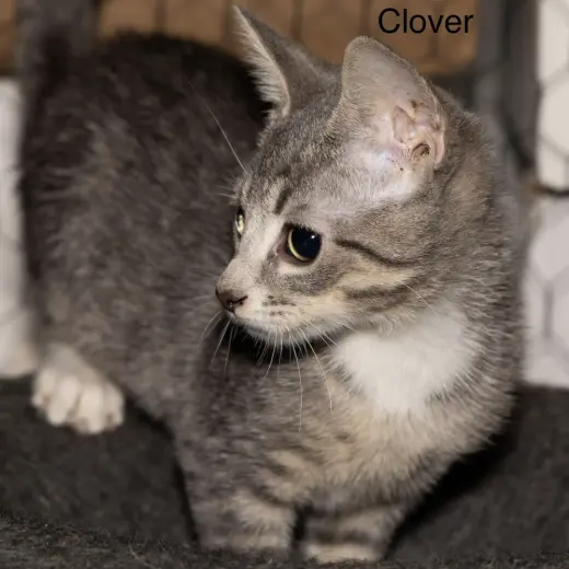 Kitten: Clover