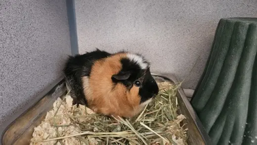 BUTTERCUP