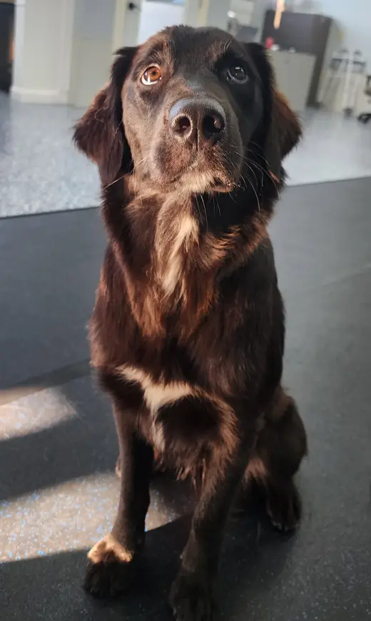 Bella Adoption Pending!