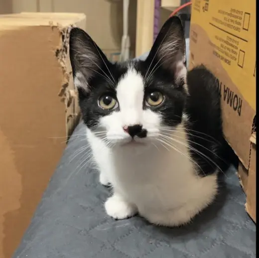 RALPHIE