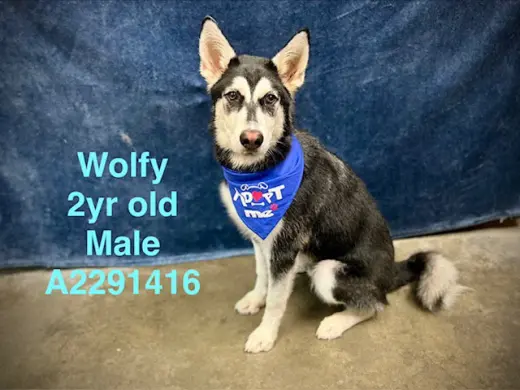 WOLFY