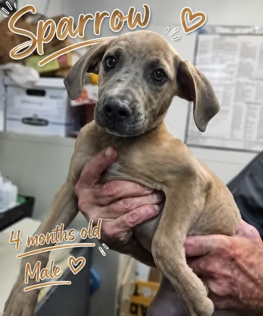 Sparrow- hound/lab puppy