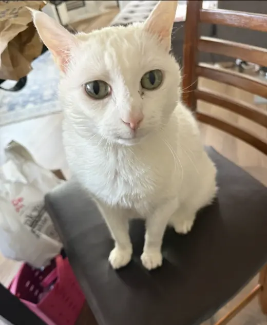 LALA #2005 - Offered by Owner - Sweet Senior