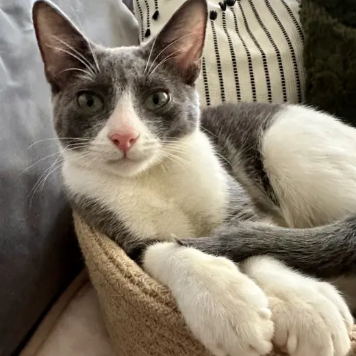 Murphy
