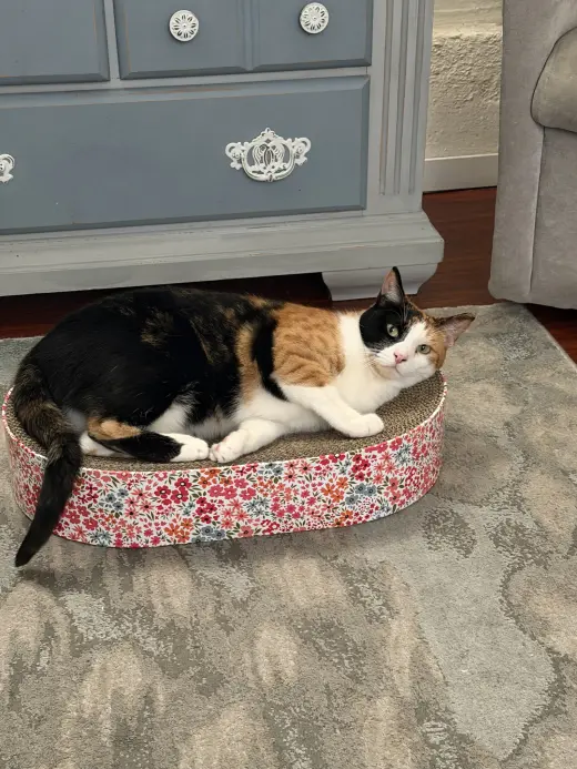 Lily (Courtesy Post)