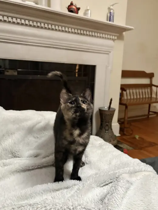 Blockbuster (Available for pre-adoption)