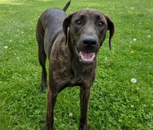 ZORRA