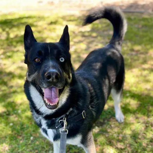 SINATRA